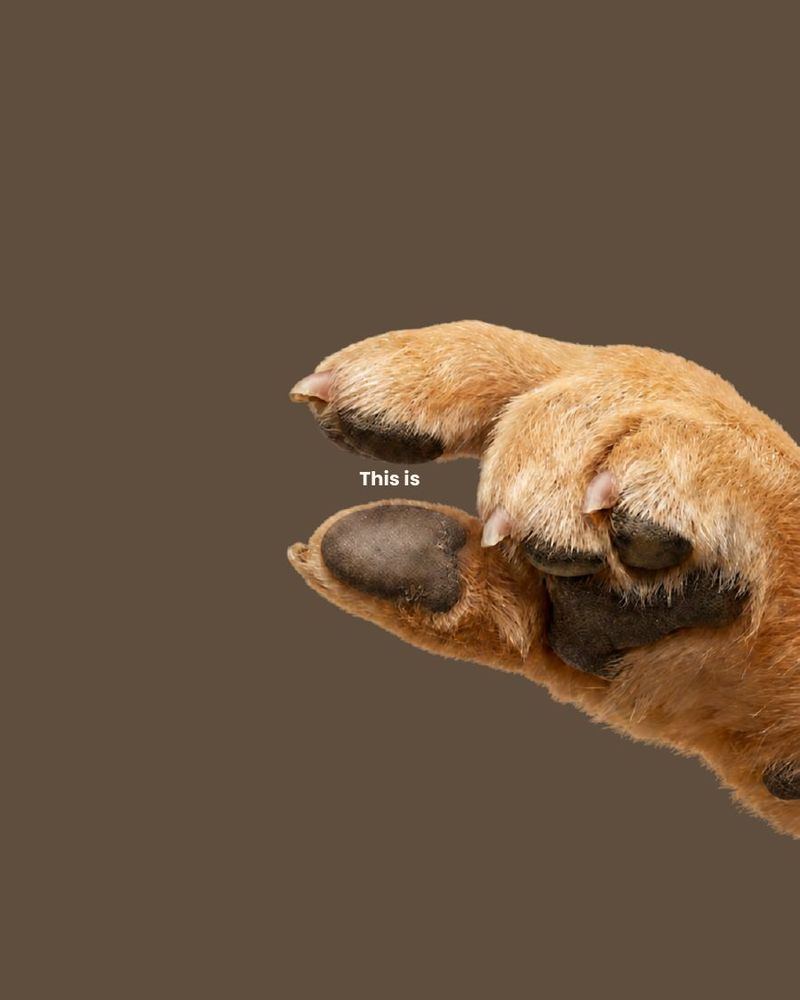 “This is” — slide one of a paw teaser