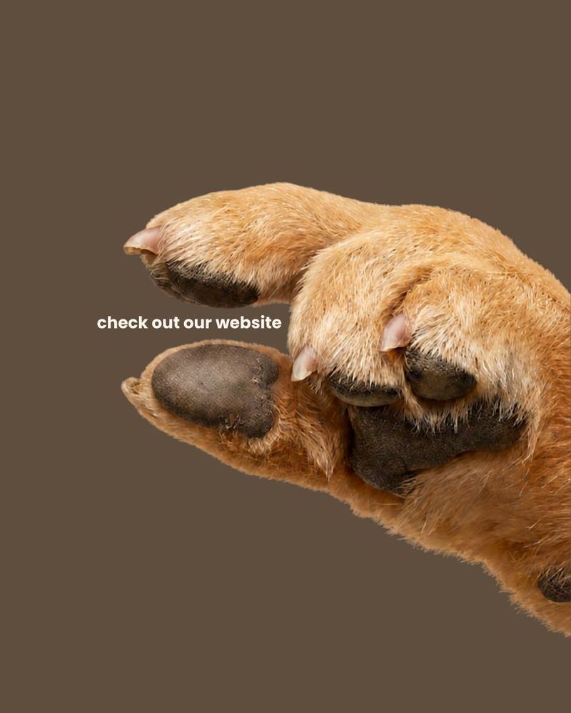 “check out our website” — slide three of a paw teaser