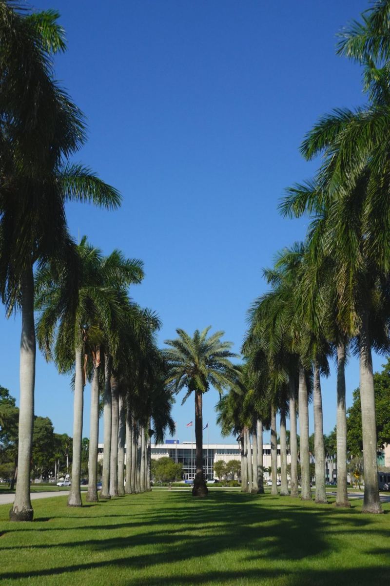Avenue of royal palms leading to a campus building