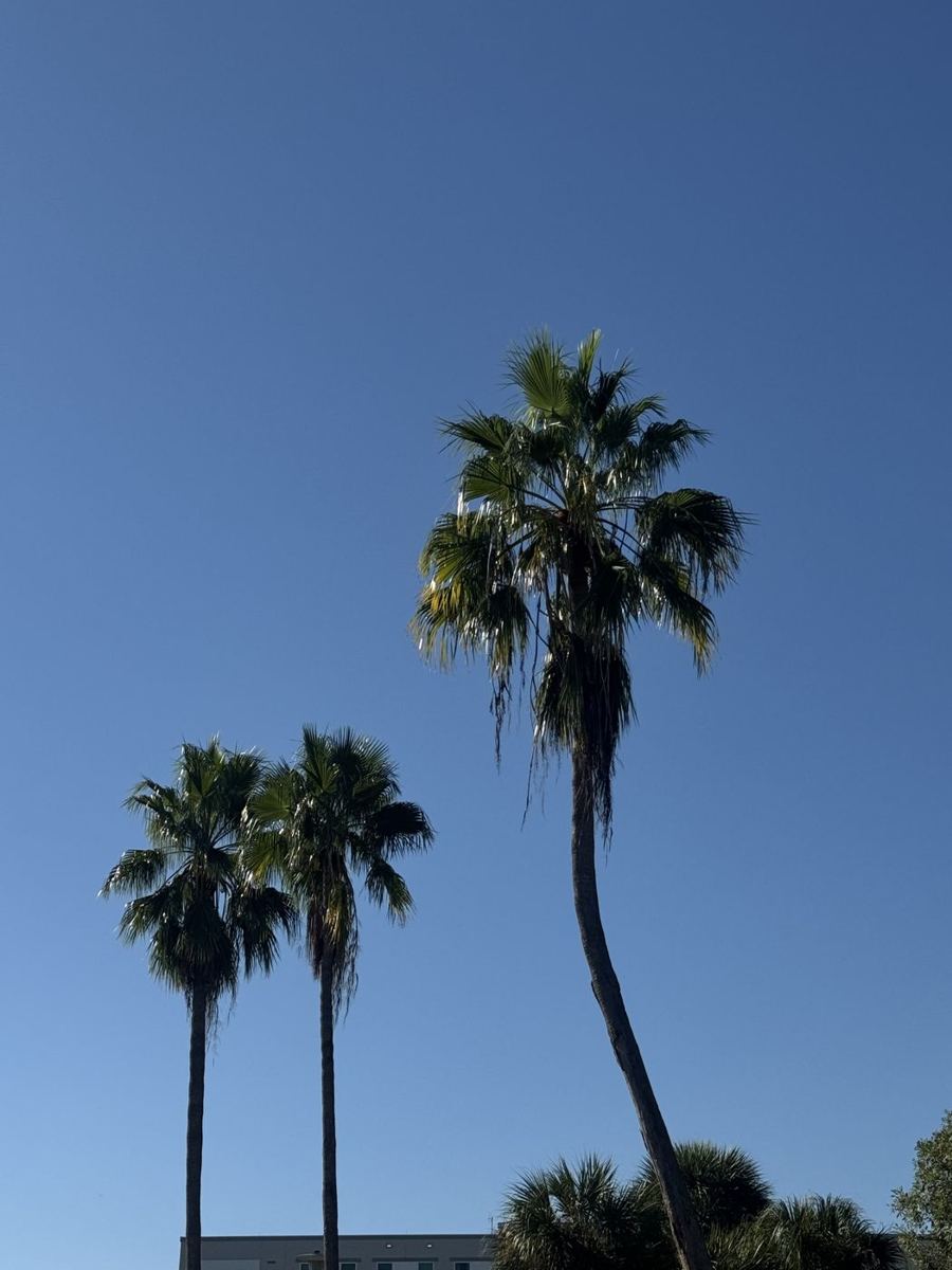 Palm trees against a clear blue Florida sky